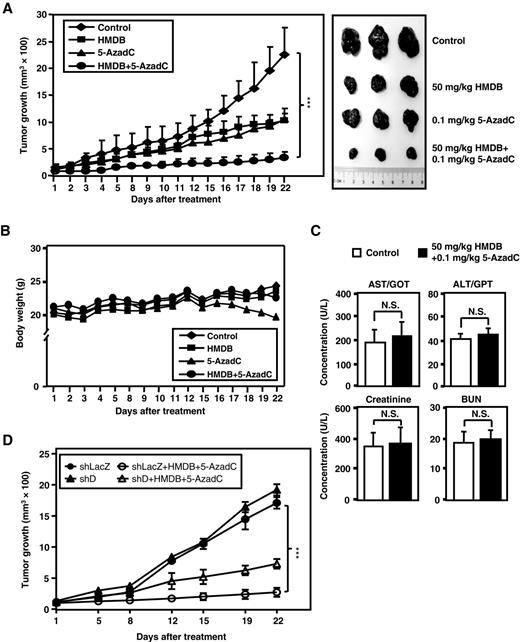 Figure 6. Intraperitoneal combined treatment of HMDB and 5-AzadC suppresses the growth of Huh7-xenograft in NOD-SCID mice. Huh7 cells were subcutaneously inoculated into NOD-SCID mice, followed by an intraperitoneal injection of vehicle, 5-AzadC (0.1 mg/kg/d), HMDB (50 mg/kg/d), or HMDB (50 mg/kg/d) combined with 5-AzadC (0.1 mg/kg/d). A and B, tumor dimensions and animal weights were obtained at the indicated time points. C, following 3-week drug treatment, all of the animals were sacrificed, and their plasma was collected. Plasma levels of the liver-specific enzymes ALT, AST, and renal function tests, such as BUN and creatinine levels, were measured. D, Huh7-shLacZ (shLacZ) and Huh7-shCEBPD (shD) cells were subcutaneously inoculated on the dorsal of 6-week-old NOD-SCID mice (n = 4) followed by intraperitoneal injection of HMDB combined with 5-AzadC. ***, P < 0.001; N.S., not significant.