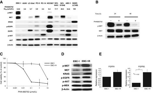 Figure 1. Protein levels of molecules in the MET and EGFR signal pathways in 10 NSCLC cell lines and establishment of PHA-665752–resistant NSCLC cells. A, protein levels of p-MET, MET, KRAS, p-EGFR, EGFR, p-AKT, and AKT were examined by Western blot analysis. Significantly higher levels of p-MET and MET were found in EBC-1 cells. B, protein levels of p-MET and MET in EBC-1 cells after treatment with PHA-66575 (0.03 μmol/L) from 24 to 48 hours. The p-MET level significantly decreased after PHA-665752 treatment in a time-dependent manner. C, PHA-665752–resistant EBC-1 cells (EBC-1R). EBC-1R cells are resistant to PHA-665752 with an IC50 of 5.0 μmol/L, which represents an approximately160-fold increase compared with the IC50 of the parental EBC-1 cells. Data, mean ± SD from three independent experiments. D, high protein levels of p-MET, MET, KRAS, and p-AKT in EBC-1R cells. E, FGFR2 gene was overexpressed in EBC-1R cells on qRT-PCR.