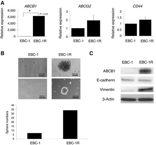 Figure 2. EBC-1R cells exhibit both CSC-like properties and EMT features. A, ABCB1, ABCG2, and CD44 gene expression levels in EBC-1 and EBC-1R cells by qRT-PCR. The ABCB1 level was significantly higher in EBC-1R cells than in EBC-1 cells. B, EBC-1R cells acquired high ability to form spheres in suspension culture in the sphere formation assay. C, the levels of ABCB1 and mesenchymal marker vimentin were increased in EBC-1R cells on Western blot analysis.