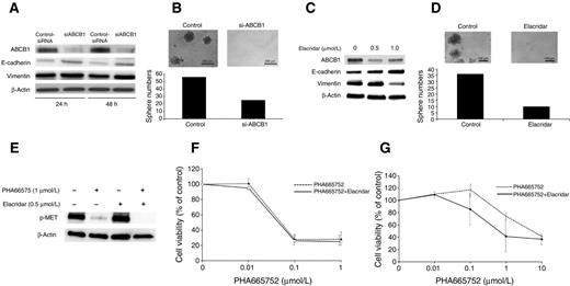 Figure 4. ABCB1 inhibition overcomes the resistance to PHA-665752 in EBC-1R cells. A, RNA interference targeted to ABCB1 resulted in marked downregulation of ABCB1 protein expression. ABCB1-siRNA increased the expression of E-cadherin from 24 to 48 hours. B, ABCB1-siRNA decreased oncosphere numbers in EBC-1R cells. C, ABCB1 inhibitor elacridar was administered to EBC-1R cells at a concentration of 0, 0.5, or 1.0 μmol/L for 72 hours. ABCB1 expression was suppressed by elacridar at a concentration of 0.5 μmol/L. Elacridar reduced the expression of vimentin and increased the expression of E-cadherin. D, treatment with elacridar reduced oncosphere numbers. E, treatment with elacridar combined with PHA-665752 completely inhibits p-MET in EBC-1R cells. F, EBC-1 cells were incubated with various concentrations of PHA-665752 with or without 0.5 μmol/L elacridar for 72 hours. G, EBC-1R cells were incubated with various concentrations of PHA-665752 with or without 0.5 μmol/L elacridar for 72 hours. Each result is expressed as cell viability in the treated samples compared with the non–PHA-665752–treated sample (100%). Data, mean ± SD from three independent experiments.