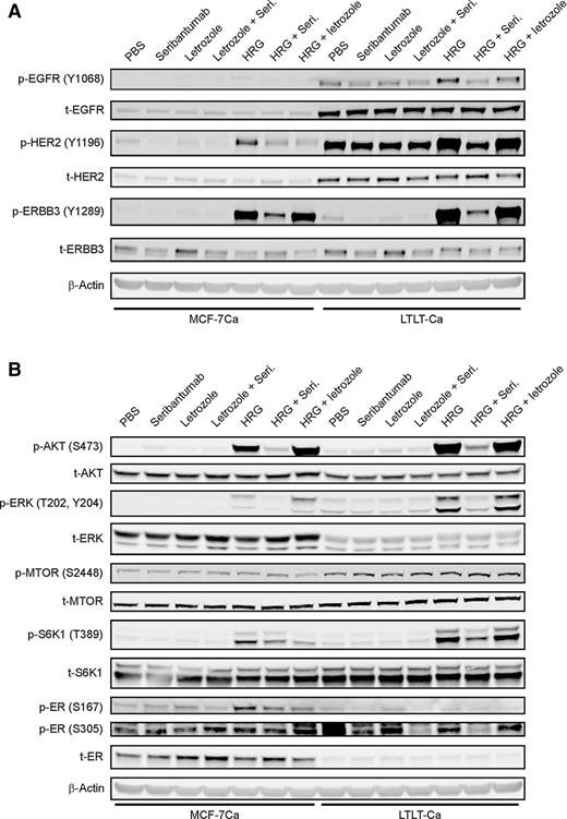 Figure 2. Seribantumab, but not letrozole, inhibits basal and HRG-induced activation of ERBB receptors and downstream effectors in MCF-7Ca and LTLT-Ca cells. MCF-7Ca and LTLT-Ca cells were serum-starved (0.5% serum) for 24 hours before treating with seribantumab (1 μmol/L), letrozole (1 μmol/L) or HRG (10 nmol/L) for 2 hours, alone and in combination, as indicated. Cell lysates were analyzed by immunoblotting with antibodies for phosphorylated or total EGFR, HER2, and ERBB3 (A), and phosphorylated or total AKT, ERK, MTOR, S6K1, and ER (B). Anti-β-actin antibody was used as a loading control. The blots show a single representative of two independent experiments.