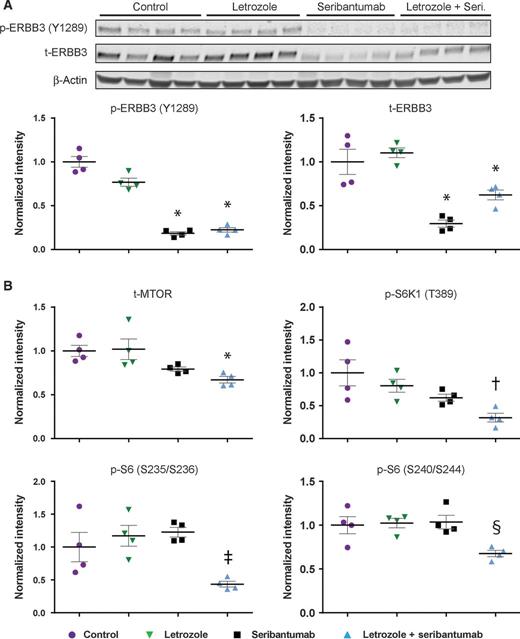 Figure 4. Seribantumab treatment blocks ERBB3 activation and downregulates MTOR pathway activation in combination with letrozole. A, MCF-7Ca xenograft tumors (n = 4/treatment group) were harvested 24 hours after one dose of vehicle, letrozole, seribantumab, or letrozole + seribantumab, administered as described in Fig. 3. Tumor lysates were generated and analyzed by immunoblotting with antibodies for phosphorylated or total ERBB3. Anti-β-actin antibody was used as a loading control. Quantified expression, normalized to β-actin, is shown in the dot plots. B, dot plots showing quantified expression (normalized to β-actin) of tumor-derived proteins analyzed by immunoblotting following 24 hour treatment as indicated. Antibodies were for t-MTOR, p-S6K1 (T389), p-S6 (S235/S236) and p-S6 (S240/S244). *, P < 0.05 vs. control and vs. letrozole; †, P < 0.05 vs. control; ‡, P < 0.05 vs. letrozole and vs. seribantumab; §, P < 0.05 vs. all other groups.