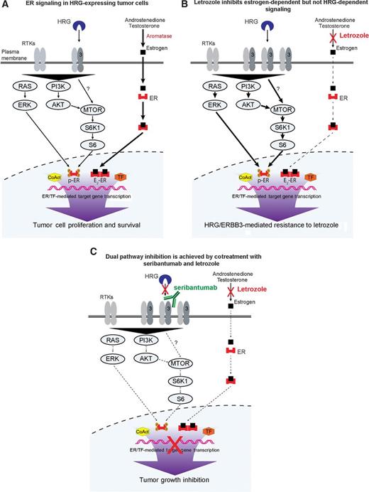 Figure 6. Full inhibition of tumor cell proliferation and survival in HRG-expressing, ER+ tumors requires dual inhibition of HRG/ERBB3 and estrogen/ER signaling. A, ER-driven tumor growth can arise by estrogen-dependent and HRG-dependent, estrogen-independent mechanisms. Estrogen binding to the ER or phosphorylation and activation of ER via non–estrogen-mediated RTK signaling can induce gene transcription and ultimately promote tumor cell proliferation, growth, and survival. B, treatment with AIs, such as letrozole, reduces the local availability of estrogen, thereby reducing signaling through the estrogen–ER axis. Compensatory upregulation of RTKs in response to letrozole treatment, however, sensitizes tumor cells to ligands, such as HRG, leading to activated intracellular signaling cascades. These cascades culminate in upregulated gene transcription, tumor cell proliferation, and survival. C, cotreatment of HRG-expressing tumors with letrozole and seribantumab can inhibit both estrogen-dependent and HRG-dependent, estrogen-independent mechanisms of ER-mediated gene transcription and can effectively inhibit tumor cell growth and proliferation. TF, transcription factor; CoAct, coactivator; E2-ER, estrogen–estrogen receptor complex; P, phosphorylated.