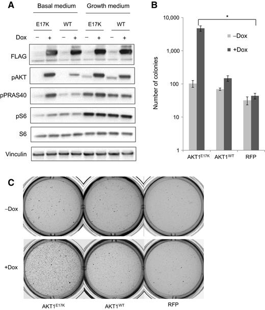 Figure 1. Doxycyline-inducible expression of AKT1E17K in MCF10A cells activates the AKT signaling pathway and induces colony formation in soft agar. MCF10A cells were infected with lentivirus expressing AKT1E17K, AKT1WT, or RFP under a tet-inducible promoter followed by selection in 0.6 μg/mL puromycin and cultured in the presence or absence of 1 μg/mL doxycycline. A, proteins were detected by Western blotting. B, colonies growing in 0.5% agarose were counted after 14 days. Mean colony counts from three experimental replicates are shown. *, a statistically significant increase in colony number was observed in the AKT1E17K + doxycycline group compared with the RFP + doxycycline group, P < 0.0001. C, representative images from three experimental replicates are shown.