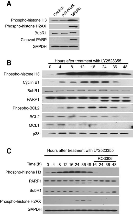 Figure 2. Sustained activation of SAC is required for rapid cell death by LY2523355. A, Western blot analysis of mitotic and apoptotic markers in total cell lysates of HeLa cells treated with 25 nmol/L LY2523355 for 24 hours. Mitotic cells were collected after gentle shaking and cells at interphase that remained attached to culture flasks were then collected separately as the adherent fraction. B, time course of 25 nmol/L LY2523355 treatment in HeLa cells. Various mitotic and apoptotic markers were analyzed from total cell lysates by immunoblotting. The p38 MAPK protein was used here as a loading control. C, abrogation of SAC caused rapid exit from mitosis and inhibited cell death by LY2523355. HeLa cells were treated with 25 nmol/L LY2523355 for 12 hours before addition of RO3306, a selective CDK1 inhibitor to abrogate SAC. Total cell lysates were analyzed by immunoblotting.