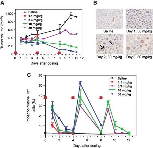 Figure 4. Anticancer activity of LY2523355 is associated with mitotic arrest and subsequent cell death in Colo205 xenograft tumors. LY2523355 was administered by intravenous bolus at the doses indicated for 3 cycles (red arrow) of every 4 days and anticancer activity was assessed by measuring tumor volume (A), and phosphorylation of histone H3 was analyzed by immunostaining (B). Insert is an enlargement of a phospho-histone H3-positive cell to show a phenotype consistent with monopolar spindle and arrows point to dead cells on day 2 after the first dose. C, tumor tissues from 2 mice were harvested, fixed, and processed for phospho-histone H3 immunostaining and positive cells were quantified at various times after each dosing.