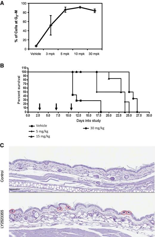 Figure 5. Efficacy and therapeutic threshold concentration of LY2523355 in p388 ascites tumor model. A, cell-cycle analysis by flow cytometry of p388 tumor cells from ascites fluid 18 hours after dosing by intravenous bolus. B, survival extension by LY2523355. Note that LY2523355 achieved maximal cell-cycle arrest and significant survival extension benefit at 5 mg/kg. C, changes in phospho-histone H3-positive epidermal cells in the ear skin of vehicle- and LY2523355-treated mice. The top panel shows no phospho-histone H3-positive keratinocytes in a 1 mm length of epidermis from the ear of a mouse that received vehicle. In the bottom panel, multiple phospho-histone H3-positive mitotic cells are present in the same length of epidermis in a mouse that received LY2523355 (bar, 100 μm).