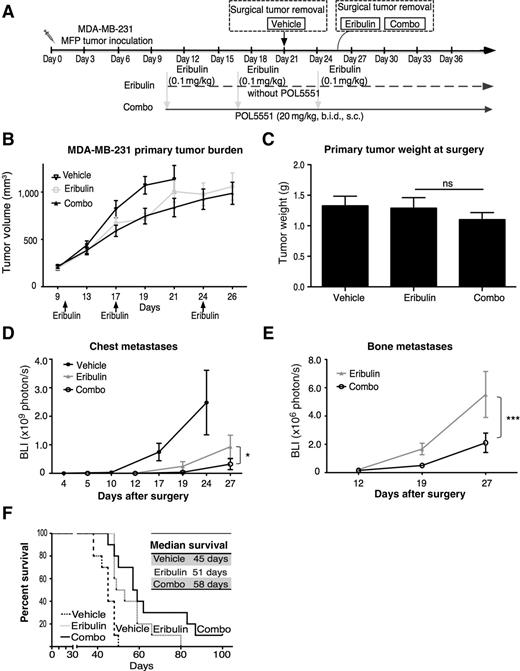 Figure 5. Combination of eribulin with POL5551 in the neoadjuvant setting improves survival compared with eribulin alone. A, experimental design: MDA-MB-231 cells were mixed with Matrigel and implanted s.c. into the right flank of the NSG mice. Ten days after tumor implantation, mice (n = 10/group) were treated as follows: A, vehicle saline (i.v.) on days 10, 17, and 24) plus (s.c., twice daily) from day 10 to the day of surgery; B, eribulin alone (0.1 mg/kg, i.v) on days 10, 17, and 24; C, eribulin treatment (days 10, 17, and 24) plus POL5551 (20 mg/kg, s.c., twice daily) administration daily from day 10 until termination. B, primary tumor size measured by caliper. C, primary tumor weight at surgery (ns, P > 0.05). D, bioluminescence imaging of distant metastasis to the chest (*, P < 0.05). E, bioluminescence imaging of distant metastasis to the bone in eribulin alone and combo group (***, P < 0.001). F, Kaplan–Meier survival curve.
