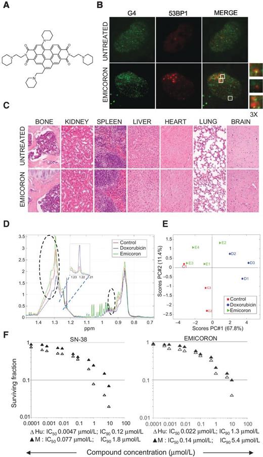 Figure 1. Toxicologic profile of EMICORON. A, structural formula of EMICORON. B, targeting of G4 structures upon EMICORON treatment. BJ EHLT immortalized human fibroblasts were exposed to 0.5 μmol/L EMICORON for 24 hours and then fixed and co-immunostained with anti-G4 and anti-53BP1 antibodies to detect DNA damage foci. Representative images at ×100 magnification are reported. Enlargements show colocalization between DNA damage foci, induced by EMICORON, and G4 structure. C, histologic analysis of tissue from untreated or EMICORON-treated mice. Twenty-four hours after the end of treatment, mice were euthanized and tissues placed in 10% buffered formalin for 24 hours, dehydrated, and embedded in paraffin. Serial 4-μm-thick sections were stained with H&E and analyzed by optical microscope. Original magnification, ×200. D, average spectra of blood from mice untreated or treated with doxorubicin and EMICORN, in the NMR lipid and lipoprotein spectral area (CPMG experiments). The regions in which the differences are more pronounced are circled or zoomed in. It is mostly the lipid and lipoprotein profiles that are affected, especially for what it concerns the doxorubicin group. E, PCA scores plot of the CPMG spectral data collected for each mouse (2 outliers, C4 and D4, are removed). PC#1, which explains almost 70% of the total variance, shows that the control and the EMICORON groups are behaving similarly, whereas the doxorubicin one tends to be different. F, concentration–response curves of SN-38 and EMICORON in bone marrow CFU-GM assays. Human () or mouse () marrow cells were continuously exposed for 15 or 13 days, respectively, to drugs at half-log intervals covering 7 logs and colonies, defined as clusters containing 30 or more cells, were counted and IC50 and IC90 were determined from concentration–response curves.