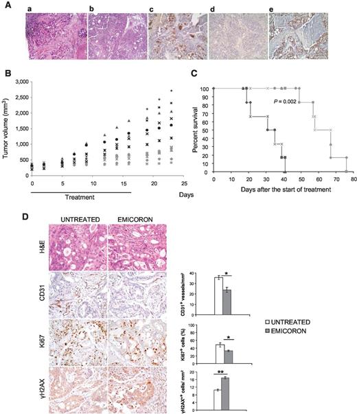 Figure 2. Therapeutic efficacy of EMICORON on PDXs. A, morphologic analysis of the original patient tumor and PDXs. Tumor tissue from a metastatic lymph node of a poorly differentiated colon adenocarcinoma of the patient (a) and from the PDXs (b) were compared after H&E staining. To determine the morphologic stability of the xenografts, IHC analysis of CK-7 (c) and CK-20 (d) as markers of the epithelium and of CDX2 (e), the intestinal transcriptional factor, was performed. Original magnification, ×400. B, tumor growth curves of untreated (black symbols) and EMICORON-treated (gray symbols) PDXs. Each symbol represents the same mouse. Six mice for each group were reported. C, survival curves of untreated (black symbol) or EMICORON-treated (gray symbols); D, representative images of tumor excised from untreated or EMICORON-treated mice, euthanized 2 days after the end of treatment and semiquantitative evaluation of CD31, Ki-67, and γH2AX immunostainings on paraffin xenopatient-derived tumor sections. Four mice for each group have been evaluated. Four-micrometer-thick tumor sections were stained with H&E or with anti-CD31, Ki-67, γH2AX antibodies. Original magnification, ×400. Data are mean ± SD. *, P < 0.05; **, P < 0.01.
