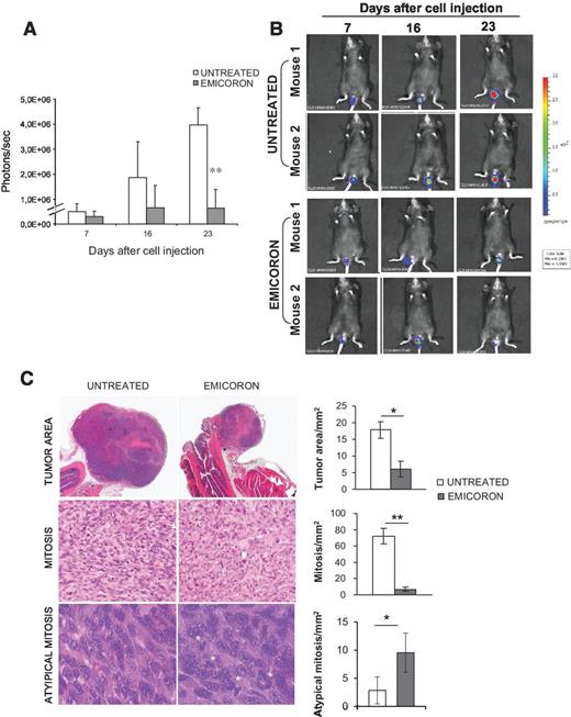 Figure 3. Antitumor activity of EMICORON on orthotopic model of colon cancer. A90-LUC colorectal murine cells were injected in the rectal mucosal surface of mice and EMICORON was administered from days 7 to 21 after tumor cell injection. The real-time tumor growth was monitored by optical imaging. A, histogram reports bioluminescence in tumors from untreated and treated groups. B, representative images of untreated and EMICORON-treated mice. C, two days after the end of treatment (day 23), mice were euthanized, tumors excised, and after staining with H&E, tumor area and mitotic index per mm2 was evaluated. In the same samples, the number of atypical mitosis was scored at ×63 magnification. Representative images of tumor area at ×10 original magnification and mitosis at ×20 and ×63 original magnification. Data are mean ± SD from 6 mice per group. *, P < 0.05; **, P < 0.01.