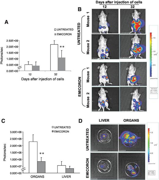 Figure 4. Effect of EMICORON treatment on a model of colon cancer disseminated disease. Luminescent primary colon cancer cells were injected in the spleen of immunosuppressed mice (n = 12). Real-time tumor dissemination was monitored by the imaging system. A, histograms report bioluminescence in mice untreated (6 mice) or treated with EMICORON (6 mice) at day 12 after tumor cell injection (start of treatment) and at day 32 after tumor cell injection. B, representative images of mice. C, at day 32, mice were sacrificed; organs were harvested and acquired using the imaging system. D, representative images of liver and gastrointestinal organs. Bars, mean values ± SD. **, P < 0.01.