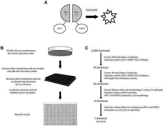 Figure 1. Screen setup and screening procedure for inhibitors of AKT1 and PDPK1 interaction. A, a schematic representation of the PCA strategy using Rluc fragments to study the interaction between AKT1 and PDPK1 proteins in vivo. B, workflow of small molecular library screening. C, selection procedure of AKT1–PDPK1 inhibitors.