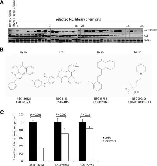 Figure 2. AKT1–PDPK1 interaction inhibitor selection based on pAKT(T308) level and in situ PLA method. A, the phosphorylation of AKT1 protein at Thr308 following treatment with selected chemicals. B, formulas and the NSC numbers of the 4 chemicals selected for further analysis. C, NSC156529 inhibits AKT1–PDPK1 interaction in PC-3 cells as detected by in situ PLA. Results are represented as quantitative analysis of the number of PLA signals per cell.