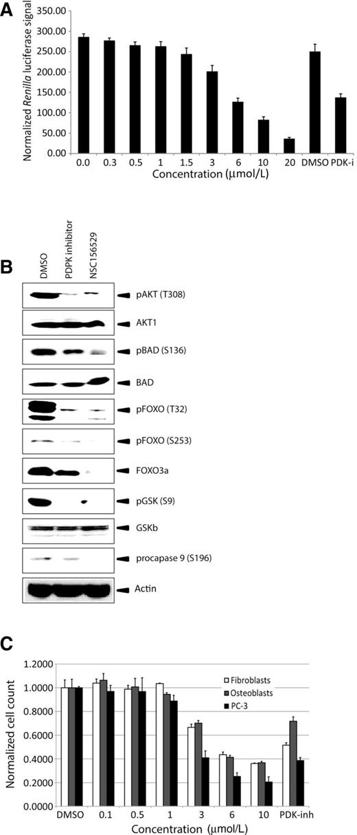 Figure 3. NSC156529 reduces the phosphorylation of AKT1 target proteins in PC-3 cells and inhibits the growth of tumor cells in vitro. A, NSC156529 inhibits dose-dependently AKT1–PDPK1 interaction. B, Western blot analysis of AKT1, pAKT1(T308), BAD, pBAD(S136), FOXO3a, pFOXO3a(T32), pFOXO(S253), GSKβ, pGSKβ(S9), and phosphorylated procaspase (S196) proteins in PC-3 cells. Actin was used as a loading control. All samples derive from the same experiment, and plots were processed in parallel. C, luminescent cell viability assay of PC-3 cells, normal human fibroblasts, and osteoblasts treated with indicated concentrations of DMSO or NSC156529 for 96 hours.