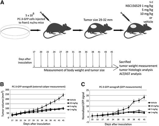 Figure 4. NSC156529 inhibits tumor cell growth in human xenograft model in vivo. A, a schematic representation of the tumor xenograft experiment. B and C, tumor sizes were measured with external caliper (B) and in parallel with in vivo fluorescence imaging (C). The growth of NSC156529-treated tumors was arrested in all concentrations used (P = 0.0002, Mann–Whitney U test, data from fluorescence imaging).