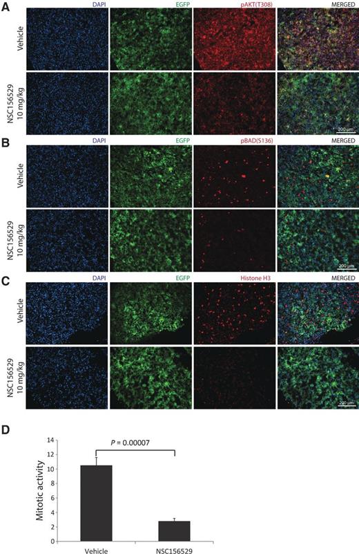 Figure 5. NSC15629 inhibits AKT signaling and decreases the mitotic activity of the cells in tumor xenografts. PC-3 xenograft cryosections were subjected to immunofluorescence analysis using specific primary antibodies to pAKT(T308) (A) and pBAD(Ser136) (B); EGFP expression served for the identification of grafted PC-3 cells. The tumor sections were stained with phospho-histone H3 (pH3) antibody (C). D, quantitation of pH3-positive cell numbers.