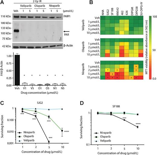 Figure 2. Effects of PARP inhibitors on PARP activity and cell growth. A, Western blotting (top) and densitometry (bottom) of total cell PAR in SJG2 cells after 6-hour treatment with niraparib, olaparib, or veliparib, demonstrating complete loss of auto-PARylated PARP1 in response to all inhibitors (arrow, expected location of auto-PARylated PARP1). B, MTT cell viability relative absorbance values across multiple cell lines after a 7-day incubation with veliparib, olaparib, or niraparib. Each heatmap box represents the mean of three independent experiments. Boxes with an asterisk denote that an indicated concentration of niraparib significantly reduced cell viability relative to an identical concentration of olaparib and veliparib. C and D, clonogenic survival of SJG2 and SF188 cells after incubation with indicated doses of veliparib, olaparib, or niraparib. *, P < 0.05; ***, P < 0.001; ****, P < 0.0001. Error bars, SEM.