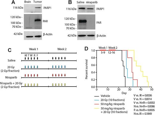 Figure 4. Niraparib in combination with IR extends survival in a pHGA orthotopic mouse model. A, Western blotting of PARP1 and PAR in normal mouse brain obtained from the contralateral hemisphere and tumor tissue. B, Western blotting of PARP1 and PAR in tumor tissue obtained from mice treated with three daily doses of saline or 50 mg/kg of niraparib. C, graphic demonstrating the treatment schedule for each arm of the experiment. D, Kaplan–Meier survival analysis comparing survival of an orthotopic xenograft model after treatment with vehicle, 50 mg/kg niraparib, 20 Gy confocal radiation in 10 fractions, or a combination of 20 Gy confocal radiation in 10 fractions with 50 mg/kg of niraparib administered 6 hours before radiation.