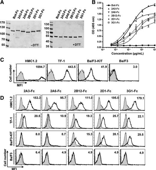 Figure 1. Characterization of KIT binding of dimeric anti-KIT scFv-Fc antibody formats. A, SDS-PAGE analysis of the 5 anti-KIT-ECD scFv-Fc and the irrelevant scFv-Fc Bot-Fc in nonreducing condition (left) versus reducing conditions (right). ScFv-Fc are produced in HEK-T cells and purified on protein A-agarose. B, ELISA analysis of purified scFv-Fc binding to recombinant KIT-ECD. C, cells were resuspended in FACS buffer and were incubated for 15 minutes at 4°C with 104D2 anti-KIT antibody conjugated to APC to determine KIT cell surface expression (black lane), isotype control (shaded). D, cells were resuspended in FACS buffer and were incubated scFv-Fc (10 μg/mL) for 2 hours at 4°C. Antibody binding to cells (black line) was detected with anti-human Fc fragment coupled to PE. Negative control experiment with Bot-Fc (shaded).