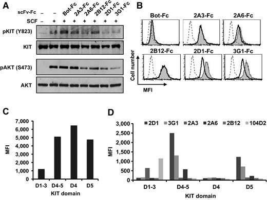 Figure 2. Anti-KIT scFv-Fc interference with WT KIT signaling and epitope mapping. A, TF-1 cells were starved overnight in serum-free medium and incubated with scFv-Fc (10 μg/mL) before 5 minutes stimulation with SCF (100 ng/mL). KIT and AKT phosphorylation were analyzed by Western blot analysis with phospho-specific antibodies. Total KIT and AKT levels were visualized after stripping the membranes and reprobing with anti-KIT and anti-AKT antibodies. B, cells were incubated with recombinant SCF (1 μg/mL) at 4°C before incubation with scFv-Fc (10 μg/mL) and revelation as in Fig. 1D. Dashed line, secondary antibody only; shaded, scFv-Fc binding; and black lane, scFv-binding with SCF pre-incubation. C, the MFI (mean fluorescent intensity; FL4-H) of yeast displaying various KIT truncated forms as indicated with anti-SV5 mAb conjugated to Alexa 647. D, yeast expressing KIT truncated forms are costained with SV5 mAb conjugated to Alexa 647 and 100 nmol/L scFv-Fc followed by anti-human Fc-PE Ig or 104D2-PE-Cy7 mAb and MFI (FL2-H) of SV5-positive yeast is represented.