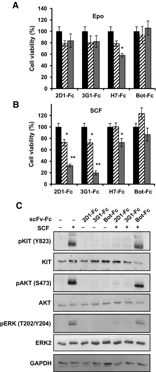 Figure 3. Effect of anti-KIT D5 domain scFv-Fc 2D1 and 3G1 on the UT-7/Epo cell line. A and B, UT-7/Epo cells were incubated 4 days in Epo (A) or CHO-KL supernatant (B) in the presence of anti-KIT antibodies or control antibody as indicated at 5 μg/mL (dashed) or 50 μg/mL (gray). Cell viability was measured by MTS assay and is expressed in percentage compared with nontreated cells (black). Data were analyzed with a Kruskal–Wallis test. Differences were considered significant when P < 0.05; *, P < 0.05; **, P < 0.01, versus nontreated cells. C, UT-7/Epo cells were starved overnight in serum-free medium and incubated with scFv-Fc (10 μg/mL) before 5 min stimulation with SCF (100 ng/mL). KIT, AKT and ERK1/2 phosphorylation were analyzed by Western blot with phospho-specific antibodies. Total KIT and ERK2 levels were visualized after stripping the membranes and reprobing with anti-KIT, anti-AKT and anti-ERK2 antibodies.