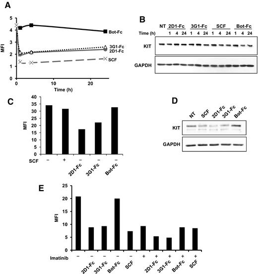 Figure 4. WT KIT modulation by anti-KIT D5 scFv 2D1 and 3G1 in the UT-7/Epo cell line. UT-7/Epo cells were incubated in IMDM 10% FCS and Epo and treated for (A and B) 1, 4, 24 hours, (C and D) 72 hours, or (E) or 4 hours with scFv-Fc antibodies (10 μg/mL), CHO-KL (diluted 500 times) and imatinib (1 μmol/L) as indicated. A, C, and E, KIT surface levels were estimated by FACS upon treatment. Results expressed in MFI. B and D, total KIT levels were determined by Western blot analysis using KIT and GAPDH-specific antibodies as indicated. Data shown are representative of three experiments.