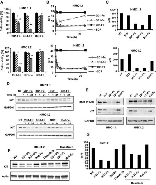 Figure 5. Oncogenic KIT modulation by anti-KIT D5 scFv 2D1 and 3G1 in HMC1 cell lines. A, HMC1 cell lines were incubated for 7 days in IMDM 1% FCS in presence of anti-KIT (2D1 and 3G1-Fc) or control scFv-Fc antibody (Bot-Fc) at 5 μg/mL (dashed) or 50 μg/mL (gray). Cell viability is expressed in percentage compared with nontreated cells (black). Data were analyzed with a Kruskal–Wallis test. Differences were considered significant when P < 0.05; *, P < 0.05; **, P < 0.01, versus nontreated cells. B–G, HMC1 cells were incubated in IMDM 10% FCS in presence of scFv-Fc antibodies (10 μg/mL), SCF, and dasatinib (1 μmol/L) as indicated for 1, 2, and 24 hours (B and D), 72 hours (C and E), or 4 hours (F and G). Treated cells were analyzed by FACS using 104D2 anti-KIT antibody (B, C, and G) or by Western blot analysis using anti-KIT and GAPDH antibodies (D, E, and F). Representative data of three independent experiments each time.