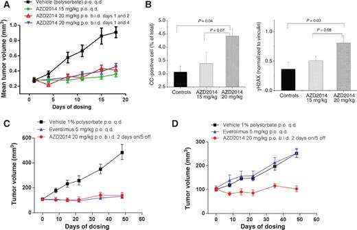 Figure 4. AZD2014 delivers efficacy when administered using an intermittent dosing schedule. A, in vivo tumor xenografts of MCF7 human breast cancer cells. Tumors were randomized into 4 groups and treated with vehicle or AZD2014 in three schedules: 15 mg/kg once daily, 20 mg/kg twice daily on days 1 and 2 of a weekly schedule or 20 mg/kg twice daily on days 1 and 4 of a weekly schedule as indicated. B, higher doses of AZD2014 cause significant increases in cleaved caspase (CC) and γ-H2AX. Animals were dosed with vehicle or AZD2014 for 2 days as indicated. Samples were collected 4 hours after the last dose for immunohistochemistry analysis. C, in vivo tumor xenografts of HCC1428-LTED or D, HCC1428-LTED-eveR cells. Tumors were treated with everolimus (5 mg/kg, daily), AZD2014 (20 mg/kg, 2 days on, 5 days off), or a vehicle control as indicated.
