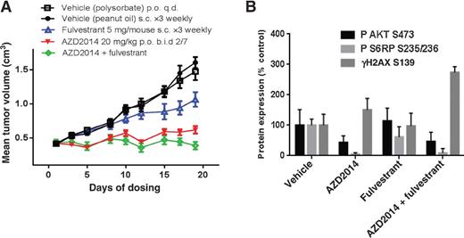 Figure 5. AZD2014 delivers efficacy when administered using an intermittent dosing schedule in combination with fulvestrant. A, in vivo tumor xenografts of MCF7 human breast cancer cells treated as indicated. B, the combination of AZD2014 (20 mg/kg twice daily, 2 days on, 5 off) and fulvestrant (5 mg/mouse s.c. three times weekly) has no additional effect on TORC1 or TORC2 substrates over AZD2014 alone, but causes a significant increase in γ-H2AX phosphorylation. Samples were collected following 3 days of treatment, 4 hours after the last dose and analyzed by immunoblotting.