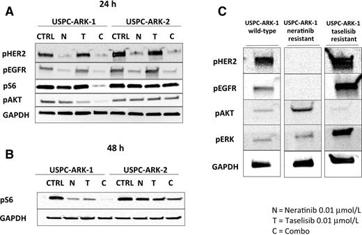 Figure 3. A, two representative cell lines were treated with neratinib 0.01 μmol/L, taselisib 0.01 μmol/L, and the combination of both (neratinib 0.01 μmol/L and taselisib 0.01 μmol/L) collected 24 hours and 48 hours after treatment. Cells were used for Western blotting analyses of phosphorylated HER2, EGFR, AKT, and S6. Neratinib was able to reduce levels of p-HER2 and p-EGFR in both cell lines tested. Combination treatment led to reduced levels of p-AKT and p-S6 in USPC-ARK-1 cells, while a decrease in p-S6 but not p-AKT was found in combination-treated USPC-ARK-2 cells. Expression of GAPDH was used as loading control. C, USPC-ARK-1 single-agent–resistant cell lines. Two weeks exposure to neratinib induced significant increase in phosphorylated AKT, while 2-week exposure to taselisib induced a significant increase phosphorylated HER2, EGFR, and ERK.