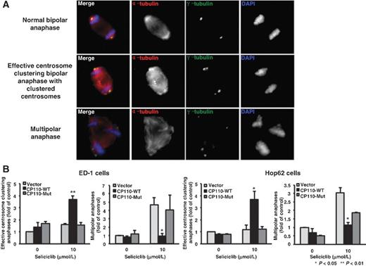 Figure 2. Effects of different candidate CP110 phosphorylation sites on centrosome clustering when independently challenged with a CDK2 inhibitor in murine and human lung cancer cells. A, representative examples of normal bipolar anaphase with one centrosome at each end of spindles (top); anaphase with supernumerary centrosomes clustered to form bipolar spindles (middle) and anaphase with multiple centrosomes and that also form multipolar spindles (bottom) in ED-1 murine lung cancer cells. B, ED-1 and Hop62 cells were each transfected with an empty vector, a CP110-WT, or a CP110-MUT–expressing plasmid. Twenty-four hours after transfection, cells were treated with seliciclib (10 μmol/L) for 24 hours and fixed and scored for effective centrosome clustering and multipolar anaphases. All experiments were independently replicated at least three times.