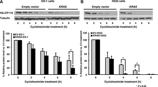 Figure 4. CP110 protein stability assays done independently in human (H522) and murine (ED-1) lung cancer cells that, respectively, had or did not have a KRAS mutation introduced. Empty vector or KRAS stably transfected ED-1 (A) and H522 cells (B) were transfected with the CP110-WT expression vector. Twenty-four hours later, cells were treated with or without cycloheximide (CHX, 40 μg/mL) for the indicated time periods. Expression of CP110 protein at each time point was shown using immunoblot analyses and ImageJ quantification. Experiments were independently replicated at least three times. Quantifications by ImageJ were achieved by pooling independent experimental results.