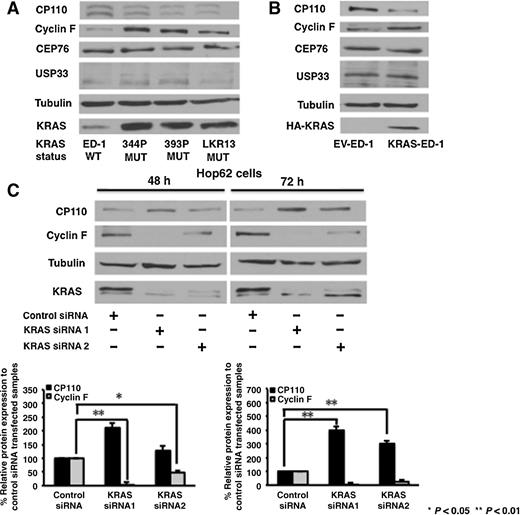 Figure 5. Effects of KRAS on expression of cyclin F and CP110 in human and murine lung cancer cells. A, respective CP110, cyclin F, CEP76, USP33, and RAS protein levels in murine lung cancer cell lines. B, respective CP110, cyclin F, CEP76, USP33, and RAS protein levels in empty vector or KRAS expression vector stably transfected ED-1 cells. C, LKR13 and Hop62 cells were independently transfected with each of two different KRAS targeting siRNAs or control siRNA. Effects of KRAS knockdown at 48 and 72 hours on CP110 and cyclin F expression. Expression of CP110 and cyclin F protein at each time point was shown using immunoblot analyses and ImageJ quantification. Experiments were independently replicated at least three times. Quantification by ImageJ was achieved by pooling independent experimental results.