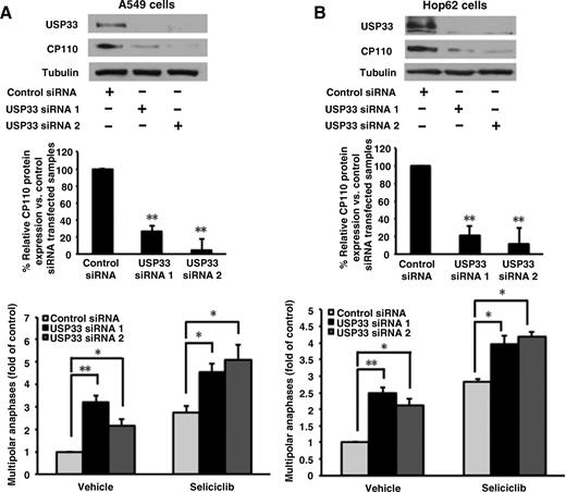 Figure 6. Effects of USP33 knockdown on CP110 protein levels and anaphase catastrophe in human lung cancer cells. A549 (A) and Hop62 (B) cells were independently transfected with each of two different USP33 targeting siRNAs or control siRNA. Forty-eight hours after USP33 knockdown, cells were treated with seliciclib (10 μmol/L) for 24 hours and fixed and scored for multipolar anaphases. Expression of CP110 protein at each time point was shown using immunoblot analyses and ImageJ quantification. Experiments were independently replicated at least three times. Quantifications by ImageJ were done by combining for analyses all independent experimental results. *, P < 0.05; **, P < 0.01.