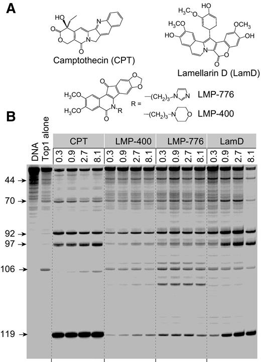 Figure 1. Comparison of Top1-mediated DNA cleavage induced by CPT, LMP-400, LMP-776, and LamD. A, compound structures. B, (lane 1) DNA alone; (lane 2) Top1 alone; (lane 3–16) Top1 + indicated drugs at 0.3, 0.9, 2.7, and 8.1 μmol/L, respectively. The numbers on the left and arrows indicate cleavage site positions. A 117-bp DNA substrate was used in this assay, but the cleavage sites are numbered to be consistent with the 161-bp DNA substrate traditionally used in this assay in order to facilitate comparison (25).