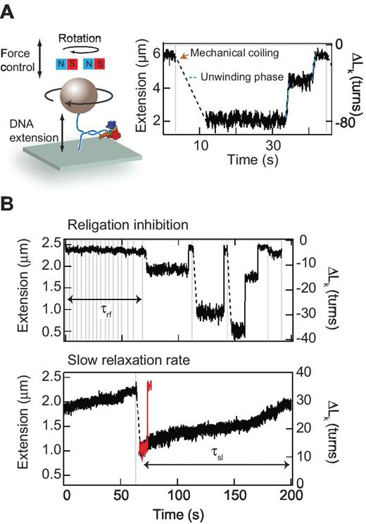 Figure 2. Overview of single-molecule Top1 DNA supercoil relaxation and inhibition assay. A, cartoon of magnetic tweezers instrument (not to scale). A magnetic bead is attached to the surface via a rotationally constrained DNA molecule. DNA tension and supercoiling are controlled by the height and rotation of magnets above the sample chamber. During Top1 supercoil relaxation assay, the DNA is supercoiled by rotating the magnets, which results in a linear decrease in the DNA extension once the DNA forms a plectoneme. As Top1 relaxes DNA supercoils, the DNA extension increases, indicated as the unwinding phase (blue dashed line). B, two distinctive effects of inhibitors on Top1 catalytic activity: first, the inhibitor can prevent DNA religation, resulting in relatively long but finite duration (life time = τrf) events during which the DNA cannot be supercoiled (top panel); second, the inhibitor can decrease the relaxation rate. The red trace shows DNA relaxation without CPT for comparison with the black trace that shows dramatically reduced relaxation rate in the presence of CPT. The duration of these slow relaxation-rate events is τsl (bottom).