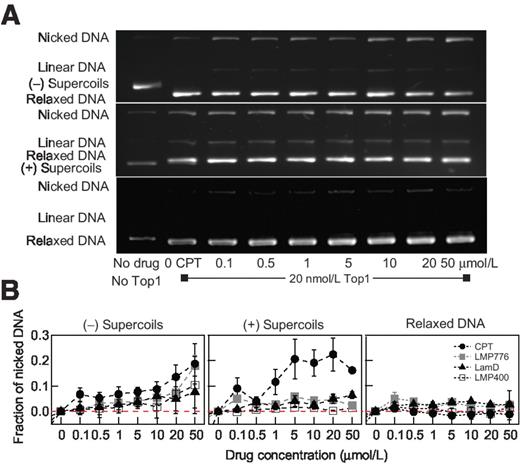 Figure 4. DNA topology modulates the level of Top1cc formation induced by Top1 inhibitors. A, visualization of Top1cc formation with increasing CPT concentration (0–50 μmol/L) with three different DNA substrates: negatively supercoiled pBR322 (top), positively supercoiled pBR322 (middle), and relaxed pBR322 DNA (bottom). B, fraction of nicked DNA as a function of drug concentration for three different DNA topological substrates. The amount of nicked DNA indicates the amount of Top1cc trapped by an inhibitor. Red dotted line indicates no difference in the fraction of nicked DNA relative to measurements without the inhibitor.