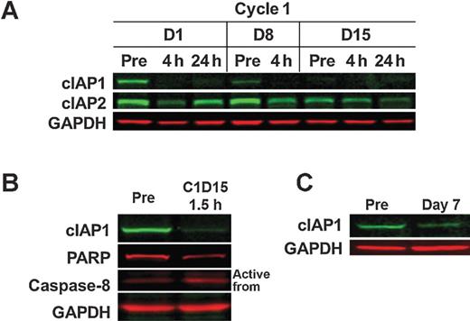 Figure 2. A, Western blot analysis in PBMC of cIAP1, the principal target of birinapant, and cIAP2. GAPDH loading is shown as a control. Samples were taken prior to (Pre) and 4 hours and 24 hours posttreatment on days 1 and 15, and prior to and 4 hours posttreatment on day 8 during the first treatment cycle. B, Western blot analysis for paired tumor biopsy samples from a patient at dose level 11.5 mg/m2 is shown. One biopsy was taken prior to drug administration (Pre), and the second was taken 1.5 hours after drug infusion on cycle 1 day 15 (C1D15 1.5 hours). These samples were analyzed for cIAP1, PARP (note decreased band intensity for both), caspase-8, and GAPDH (loading control). C, Western blot analysis for paired tumor biopsy samples from a patient at dose level 17.2 mg/m2 is shown. One biopsy was taken prior to drug administration (Pre), and the second was taken 7 days after drug administration. These samples were analyzed for cIAP1 and GAPDH (loading control).
