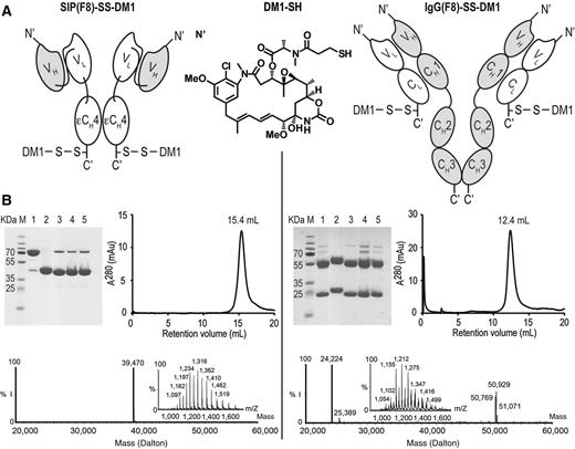 Figure 1. Characterization of SIP(F8)-SS-DM1 and IgG(F8)-SS-DM1. A, schematic representation of SIP(F8)-SS-DM1, IgG(F8)-SS-DM1, and of the DM1-SH drug. B, biochemical characterization of the products and of reaction intermediates by SDS-PAGE, size-exclusion chromatography, and ESI-MS. The calculated masses of SIP(F8)-SS-DM1 and IgG(F8)-SS-DM1 are 39,464 and 24,218 Daltons, respectively. M, molecular weight marker. Lanes 1 and 2 represent unmodified antibody in nonreducing and reducing conditions, lane 3 the iodoacetamide conjugate, lane 4 the Ellman intermediate, and lane 5 the final DM1 conjugate (% I = % of MS signal intensity).