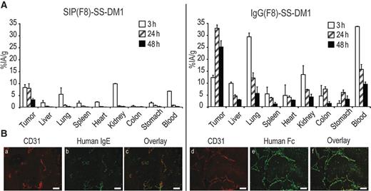 Figure 2. Biodistribution and immunofluorescence study of SIP(F8)-SS-DM1 and IgG(F8)-SS-DM1. A, biodistribution study of radioiodinated SIP(F8)-SS-DM1 and IgG(F8)-SS-DM1 at 3, 24, and 48 hours after a single intravenous injection (5 mg/kg) into 129 SvEv mice bearing F9 tumors. B, immunofluorescence analysis performed on sections of F9 tumors after a single intravenous injection of SIP(F8)-SS-DM1 (a–c) and IgG(F8)-SS-DM1 (d–f). The antibody localization on tumor blood vessels was revealed by staining in green with anti-human IgE antibodies (b and e), whereas the vascular staining in red was provided by anti-CD31 antibodies (a and d). An overlay of red and green fluorescence is shown in c and f. Scale bar, 100 μm.