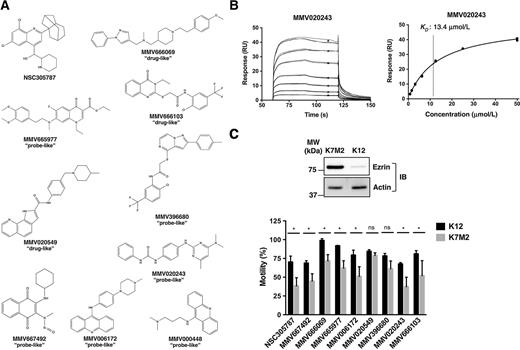 Figure 2. SPR binding kinetics of selected hits from the MMV400 library binding to ezrin. A, chemical structures are given for NSC305787 and nine antimalarial compounds identified through SPR screen from the MMV400 library. B, a representative sensorgram showing binding of MMV020243 to immobilized ezrin at seven concentrations in triplicates ranging from 0.78 to 50.0 μmol/L is presented with the steady-state affinity curve given in the right panel. Black asterisks represent binding levels for each concentration that were used to calculate the steady-state affinity from the curve in the right panel. The final KD value calculated from n = 6 separate experiments is given in Table 1. C, inhibition of cell migration in the osteosarcoma cells by the known anti-ezrin molecule NSC305787 and selected hits from the MMV400 library. Top, immunoblotting showed that highly metastatic K7M2 cells express high levels of ezrin relative to the low-metastatic K12 cells. Bottom, cell migration experiments were performed using the xCELLigence electric cell impedance system in CIM-Plates 16 with 10% serum serving as the chemoattractant in the lower chamber. Cell migration was monitored in real time for a period of 21 hours. Data were normalized to control treatment (DMSO), which was taken as 100%. NSC305787 and the selected hits from SPR screening except MMV020549 and MMV396680 showed greater inhibition of K7M2 motility compared with its less aggressive counterpart K12 cells. K7M2 and K12 cells were treated with 5.0 μmol/L of MMV667492, MMV666069, MMV665977, MMV020549, MMV020243, MMV666103, and MMV396680 and 3.0 μm of NSC305787 and MMV006172 for 21 hours. Values are presented as the means ± SD of n separate experiments as given in Supplementary Fig. S4. *, P < 0.05; ns, not significant, compared with control; using a Student unpaired t test.