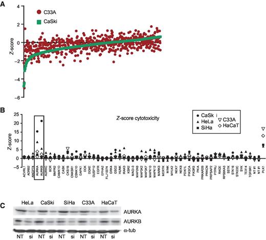 Figure 1. Kinome siRNA screen of cervical cancer cells. A, cell viability (resazurin) analysis following treatment of CaSki and C33A cells with the Dharmacon Human siGENOME SMARTpool siRNA Library. Each data point represents a mean Z-score of three replicates. B, summary of the top 54 selected hits from the primary screen rescreened using OnTarget Plus siRNA in an expanded panel of cell lines. Only the cytotoxicity data are shown. The top two hits from this validation set are indicated (box). C, cells transfected with either Aurora A kinase (AURKA) or Aurora B kinase (AURKB) ON-Target Plus siRNA and harvested 24 hours after transfection. Nontargeting siRNA (siNT) was used as a control. The levels of Aurora A or B were assayed for the appropriate siRNA, with α-tubulin as a loading control.