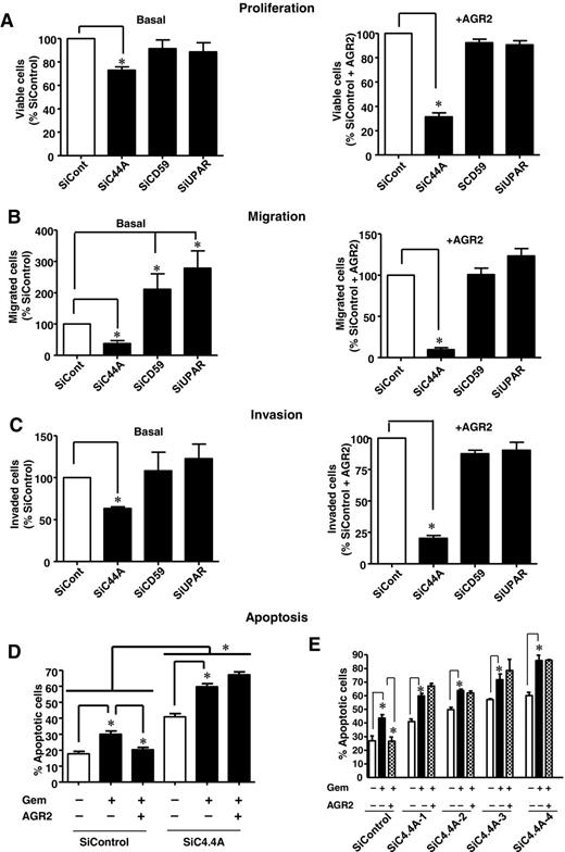 Figure 3. C4.4A is required for rAGR2-mediated functions. AsPC-1 cells were transfected with siRNAs to silence C4.4A, CD59, or uPAR, and then treated without (basal, left column) and with AGR2 (100 nmol/L, right column) daily. Only C4.4A silencing reduced both basal and rAGR2-stimulated proliferation (A), migration (B), and invasion (C). Proliferation is shown as percentage of viable cells over the SiControl (basal) and SiControl+AGR2 (treated). D, in SiControl cells, Gem stimulated apoptosis and this effect was ameliorated by AGR2. Silencing of C4.4A itself induced apoptosis, improved Gem-mediated apoptosis, and abolished the survival effects of AGR2, showing significant increase in apoptosis. Data, mean ± SEM for 3 experiments. E, to determine the effects of specific C4.4A siRNAs, four siRNAs (SiC4.4A 1–4) were used for apoptosis studies and had comparable results (*, P < 0.05).