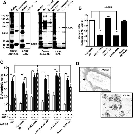 Figure 5. mAbs with high specificity were developed that block AGR2–C4.4A binding and biologic effects. A, from the endogenous PDAC cell lysate (SU86.86), AGR2 (18 kD) and C4.4A (50 kD) were identified by their respective newly developed mAbs. Extra bands identified with the endogenous protein were also observed with the recombinant protein and likely represent cleavage products. Commercially available antibodies also recognized these molecules. However, the commercially available Abs showed several nonspecific bands. Blocking mAbs reduced AGR2-stimulated PDAC cell migration (B) and blocked the survival effects of AGR2 (C), whereas commercial Abs did not. D, IHC analysis on TMA using mAbs developed showed strong labeling of PDAC (indicated by arrow), but normal pancreas was not labeled. Data, mean ± SEM for 3 experiments (*, P < 0.05)
