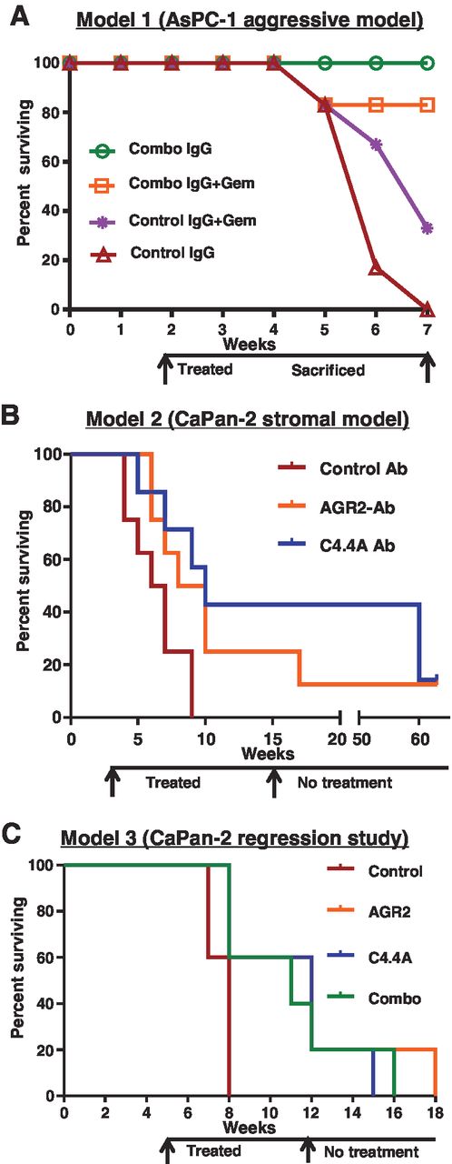 Figure 6. In vivo treatment with AGR2–C4.4A antibodies reduced tumor volume and improved survival. Tumor growth and metastasis were measured weekly with the IVIS live animal bioluminescence imaging system after injecting luciferin substrate (Xenogen). The number of mice that survived until end of the experiment was noted (percent surviving). A representative image of mice showing reduction/regression in tumor volume is also shown for each group. A, model 1 (AsPc-1 aggressive model), 2 weeks after the injection of the aggressive AsPC-1 cells, when the tumors weighed less than 0.5 g (as surgically confirmed from a parallel untreated group), mice (n = 6) were treated with control or mAbs (5 mg each of AGR2–C4.4A mAb in combination/kg/body weight/twice a week/i.p.) and with or without Gem (100 mg/kg body weight/once a week/i.p.) until 7 weeks. All mice treated with combined mAbs survived for at least 6 weeks, whereas all control mice perished within 6 weeks. B, model 2 (CaPan-2 stromal model), 2 weeks after the injection of stromal-forming Capan-2 cells, mice (n = 7) were treated with 15 mg AGR2 or C4.4A Ab/kg/body weight/twice a week/i.p. Treatment was stopped after 15 weeks (13 weeks of treatment), and tumor size in surviving animals was monitored by bioluminescence until 63 weeks. Treatment with either mAbs individually showed 24 weeks improvement in survival as compared with control mice that died by 9 weeks. Forty-eight weeks after no treatment, mice showed no tumor reoccurrence. C, model 3 (CaPan-2 regression studies), 4 weeks after the injection of Capan-2 cells, when tumors weighed more than 1 g (as surgically confirmed from a parallel untreated group), mice (n = 5) were treated with AGR2 or C4.4A Abs 15 mg/kg/body weight/twice a week/i.p. or with both Abs in combination (7.5 mg each). Treatment was stopped after 12 weeks. Bioluminescence was monitored on surviving animals until 18 weeks. Treatment of mice possessing tumors larger than 1 g with mAbs improved their survival by 14 weeks compared with control mice that died by 4 weeks of treatment.