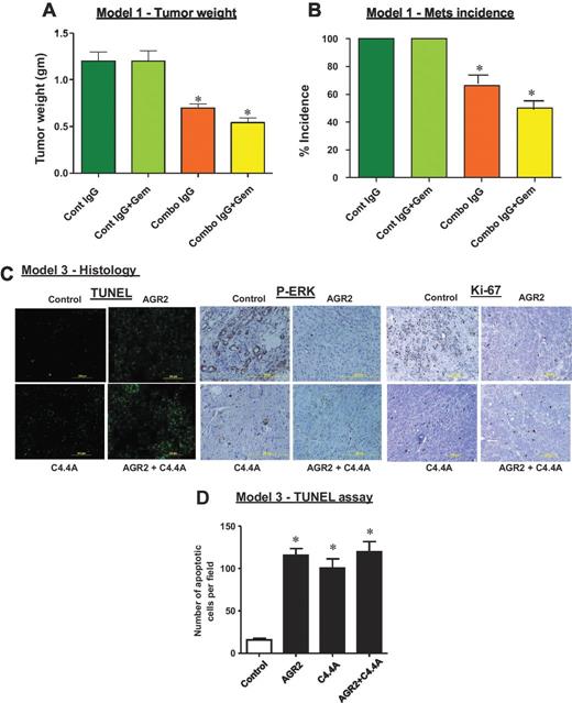 Figure 7. In vivo treatment with AGR2–C4.4A antibodies reduced tumor weight and metastasis, increased apoptosis, reduced Erk activity, and showed reduced proliferation index. In model 1, tumor weight and metastasis to liver and lung were compared between control and treated groups ex vivo at the end of the experiment. Mice treated with the mAbs showed greatly reduced tumor growth (A) and mets incidence (B). Gemcitabine had no significant effect either alone or in combination with the mAbs. Histologic examination of tumors developed in model 3 was conducted. C, TUNEL staining of paraffin sections showed increased apoptotic cells in antibody-treated groups either alone or in combination compared with control. Staining for p-ERK and Ki-67 showed increased activity in cancer cells of control mice, whereas antibody-treated mice showed no activity in the cancer cells. D, quantitation indicated a significant increase in the number of apoptotic cells per field in sections from tumors of mice treated with mAbs (*, P < 0.05).