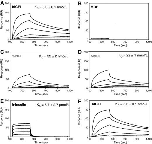 Figure 1. Binding kinetics and specificity of the IGF-Trap. Shown are representative SPR data for the indicated ligands (3-fold serial dilutions) to amine-coupled IGF-Trap (∼8,000 RU) at 25 μL/min (5-minute association + 10-minute dissociation) at the following concentrations: A, 0–90 nmol/L hIGFI; B, 0–270 nmol/L MBP; C, 0–90 nmol/L mIGFI; D, 0–90 nmol/L hIGFII; E, 0–70 μmol/L h-insulin; F, to verify the robustness, reliability, and reproducibility of the SPR technique used, a second (repeat) titration of hIGFI was performed following the ordered series shown in A to E. The experimental data were analyzed using the “1:1 kinetic” (hIGFI, hIGFII, mIGFI) or “steady-state affinity” (h-insulin) models in BIAevaluation. The values shown (±SE) represent the means of duplicate injections acquired from three independent trials. Theoretical binding maxima were predicted using the equation Rmax = (MWA/MWL) (RL) (n); where Rmax is maximal binding response (RU) at saturating ligand concentration; MWA, molecular weight of solution-phase ligand; MWL, molecular weight of immobilized IGF-Trap; RL, amount (RU) of IGF-Trap immobilized; n, predicted binding stoichiometry (1:1).