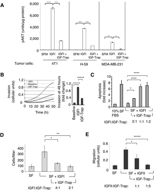 Figure 2. The IGF-Trap inhibits IGFIR signaling and blocks IGFI- and IGFII-induced cellular activities in vitro. Shown are pAKT levels (A) measured following stimulation of the indicated tumor cells for 2 (4T1) or 20 (H-59, MDA-MB-231) minutes with 104 ng/dL IGFI, in the presence or absence of the IGF-Trap added at a 2:1 molar ratio (to IGFI). The results are expressed as mean (± SE) of triplicate samples. H-59 invasion (B) was measured using the xCELLigence system with 5,000 ng/dL IGFI and the IGF-Trap at a 1:1 molar ratio. Shown are representative results of 5 experiments, each performed in duplicate. Real-time invasion values are shown on the left and relative invasion values at 48 hours on the right. Apoptosis (C) was measured using H-59 cells plated in PolyHEMA-coated wells and incubated for 48 hours with 1,000 ng/dL IGFI with or without the IGF-Trap at the indicated molar ratios. Shown are representative results of 3 experiments expressed as a ratio to cells cultured in 10% FBS (± SD). Migration of 4T1 cells (D) was measured using a Boyden chamber with 2 × 104 ng/dL IGFI and the IGF-Trap at the indicated molar ratios. The results are mean (±SD) of two experiments performed in triplicate. Migration of MC-38 cells (E) in response to 104 ng/dL IGFII was measured using the xCELLigence system. Shown are representative results (± SEM) of one of 2 experiments, each performed in triplicate. SFM, serum free medium. *, P < 0.05; **, P < 0.01; ***, P < 0.005; ****, P < 0.001; *****, P < 0.0005.