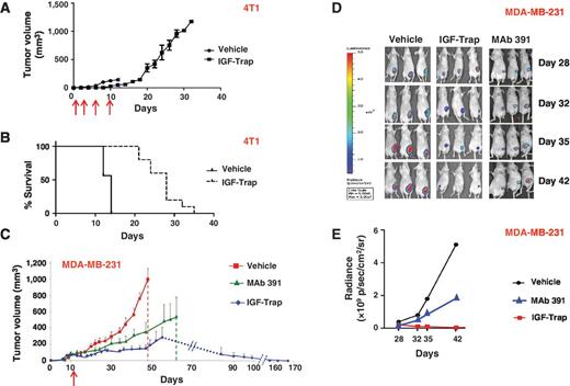 Figure 4. Growth arrest and regression of mammary tumors in mice injected therapeutically with the IGF-Trap. Balb/c mice were injected into the MFP with 5 × 104 4T1 cells (A and B). Intravenous IGF-Trap injections were administered 4 hours and 3, 6, and 10 days (arrows) after tumor inoculation (10 mg/kg for the first 2 injections and 5 mg/kg subsequently). Shown in A are mean tumor volumes (± SD) and in B a Kaplan–Meier survival curve (P < 0.01 using Mantel–Cox or Gehan–Breslow–Wilcoxon Tests). Nu/nu mice (5–8 per group) were injected in the MFP with 106 MDA-MB-231 cells in Matrigel (C–E). Mice were randomized when the tumors measured 50 to 100 mm3 (day 11, arrow) and injected i.v. with 5 mg/kg IGF-Trap, 5 to 10 mg/kg MAb 391, or vehicle, twice weekly up to day 33. Mean tumor volumes (and SD) are shown in C. Red dashed line, the time when all control mice were moribund; green dashed line, when morbidity was seen in the MAb 391–treated group. Mean tumor volumes in the IGF-Trap–treated were significantly lower than controls (P < 0.05) from day 20 onwards and in the Mab 391–treated group on days 44 and 48 only. D and E, longitudinal bioluminescence images obtained at the indicated days after tumor injection (D) and bioluminescence signal intensity values in the three groups (E), as a function of time based on 3 to 5 mice per group.